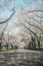 日韩av影视先锋-探索日韩AV影视先锋，文化、艺术与边界的微妙交织